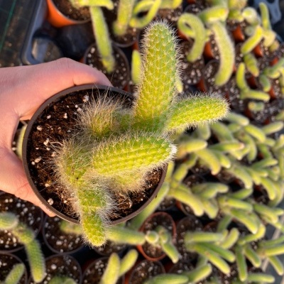 Cacto verde em vaso castanho segurado por mão, vários cactos em vasos ao fundo