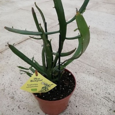 planta Euphorbia xylophloïdes em vaso castanho claro com etiqueta amarela num piso de pedra claro