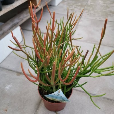 Planta suculenta pencil cactus em vaso de plástico castanho sobre chão de azulejos brancos