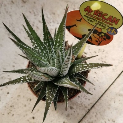 Planta suculenta Haworthia fasciata Alba em pequeno vaso com etiqueta colorida em chão de pedra claro