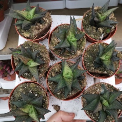 Nove suculentas pequenas em vasos castanhos numa mesa branca com prateleiras ao fundo