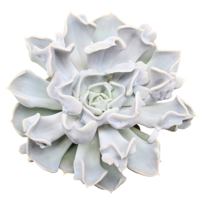 Suculenta cinzenta com folhas onduladas em roseta