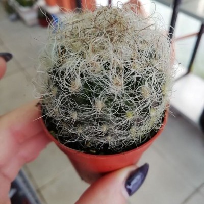 Neoporteria Gerocephala v.5,5cm