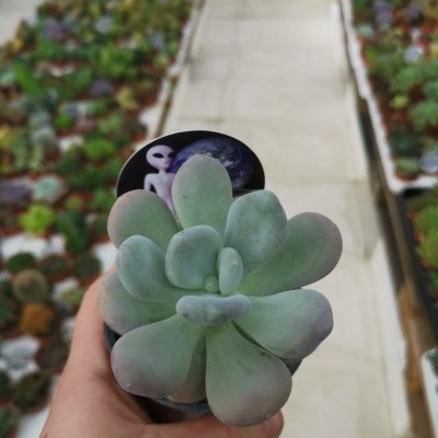 planta suculenta verde com folhas arredondadas na mão com suporte preto e imagem de alienígena e Terra