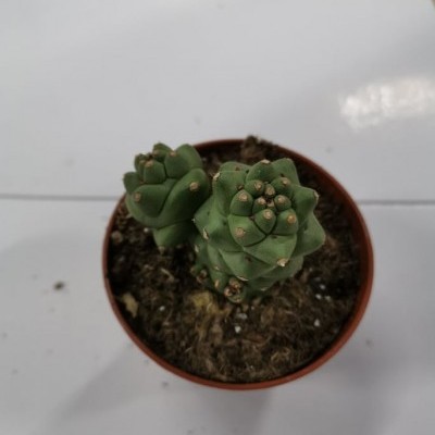 Pequeno cacto verde em vaso de plástico castanho sobre superfície branca