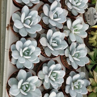 Vasos com suculentas Echeveria azuladas em bandeja branca