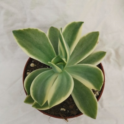 Graptoveria Fred Ives Variegata