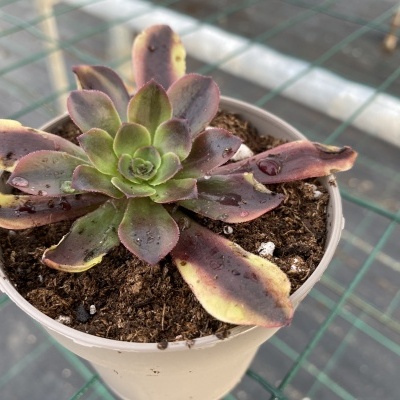 Aeonium super bang V.8,5cm