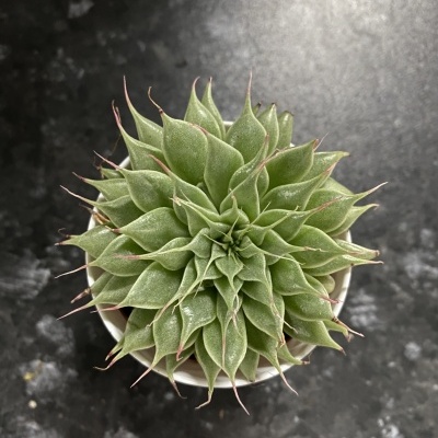 Graptopetalum filiferum