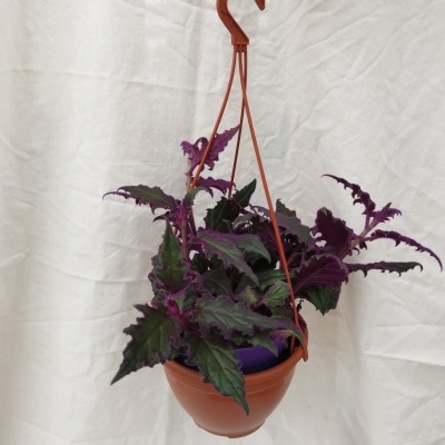 VASO SUSPENSÃO S/ PRATO