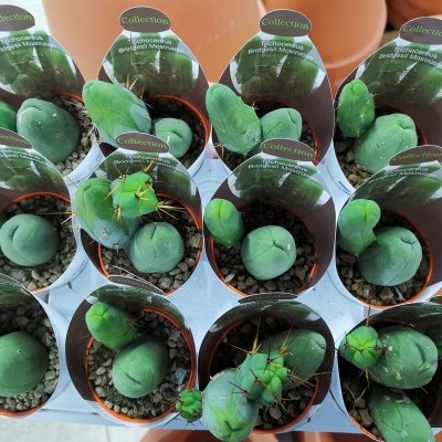 Plantas suculentas verdes em mini vasos com etiquetas 'Collection' e 'BRING YOUR GREEN TO LIFE!'