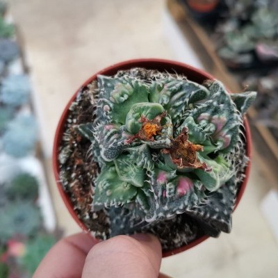 Faucaria monstruosa 8,5cm