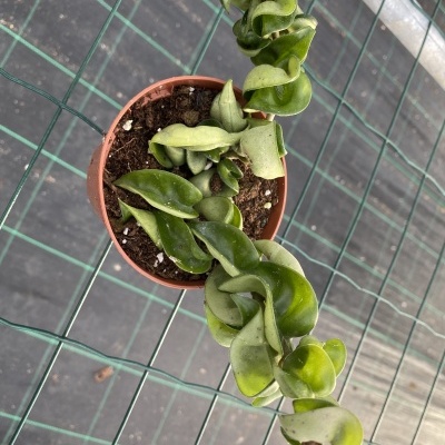 Hoya Carnosa Compacta V.8,5cm