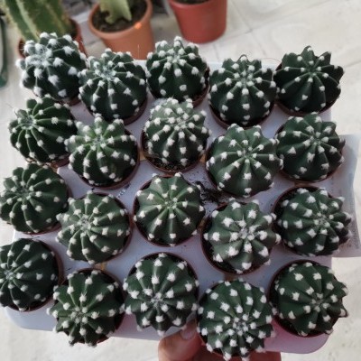 Echinopsis subdenudata v.5,5cm