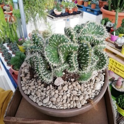 Opuntia cristata 16cm