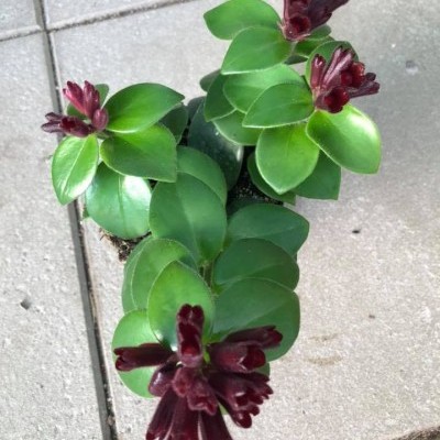 Aeschynanthus Mona Lisa v.13cm