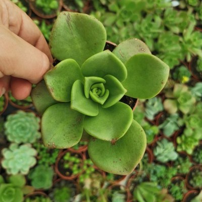 Suculenta verde com folhas carnudas em vaso pequeno, vista de perto, sobre fundo de várias suculentas.