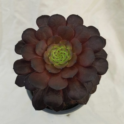 Aeonium Vulcano