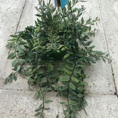 Aeschynanthus bolero bicolor v.14cm pêndulo