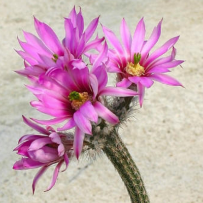 Wilcoxia/ Echinocereus poselgeri