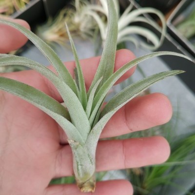 Tillandsia