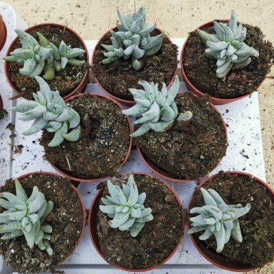 Dez plantas suculentas em vasos de plástico laranja com terra, numa superfície branca sobre pavimento de pedra clara