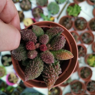 Adromischus marianiae herrei “Red Coral” V.8,5cm
