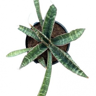 Sansevieria 'Star Tabby Green'