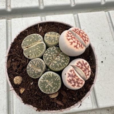 Lithops 8,5cm