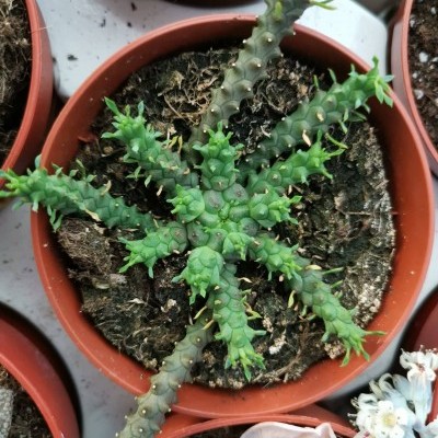 Cacto verde espinhoso em vaso castanho