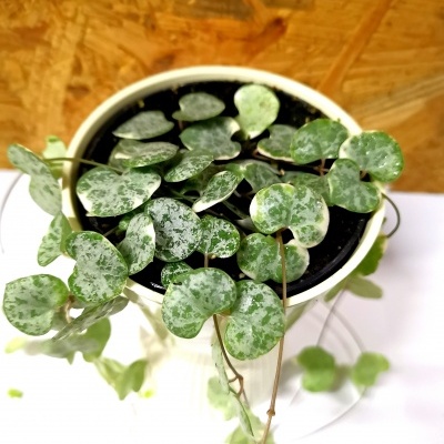 Ceropegia woodii "Marlies variegata"