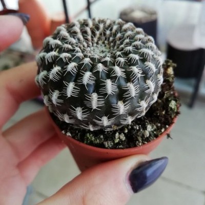 Sulcorebutia arenacea v.5,5cm