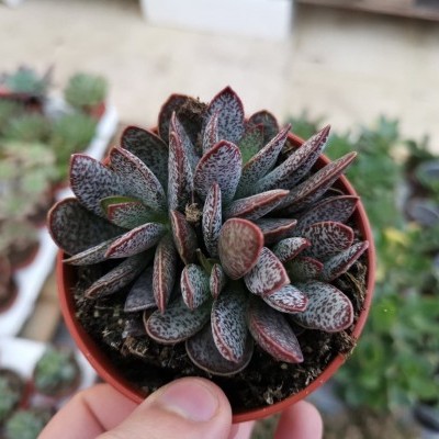 Adromischus battleship V.8,5cm