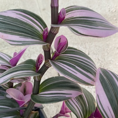 Planta Tradescantia com folhas verdes e rosas em vaso preto