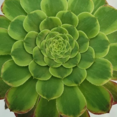 Aeonium Fiesta