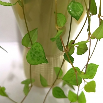 Ceropegia woodii "Mini Star"