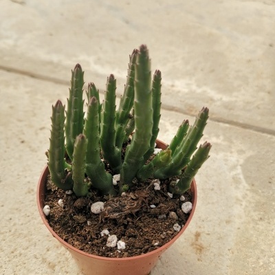 Stapelia divaricata 8,5cm