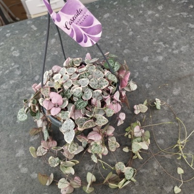 Ceropegia woodi variegata V. 15cm