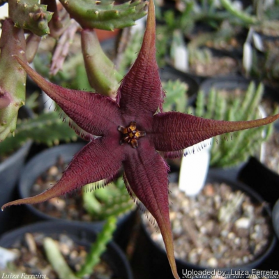 Stapelia "Schinzii schinzii"