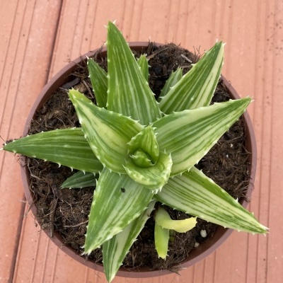 Planta suculenta verde em vaso castanho sobre superfície de madeira castanho-avermelhada
