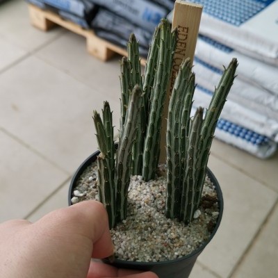Cactos finos verdes em vaso preto com substrato de pedras pequenas, segurados por mão humana