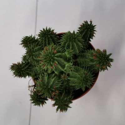 Planta suculenta verde num vaso castanho vista de cima em fundo branco