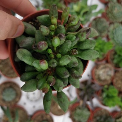 Adromischus clavifolius V.8,5cm