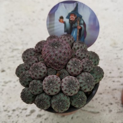 Sulcorebutia rauschii v.8,5cm