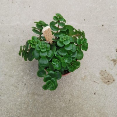 Pequena planta suculenta com folhas verdes em vaso, sobre superfície cinza