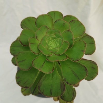 Aeonium arboreum v. holochrysum