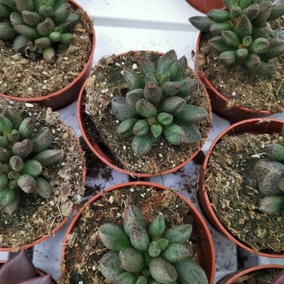 Suculentas verdes em vasos castanhos sobre superfície branca