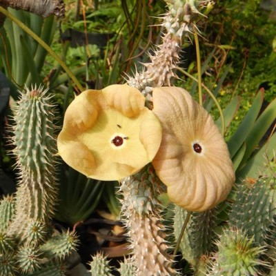 Hoodia gordonii V.5,5cm