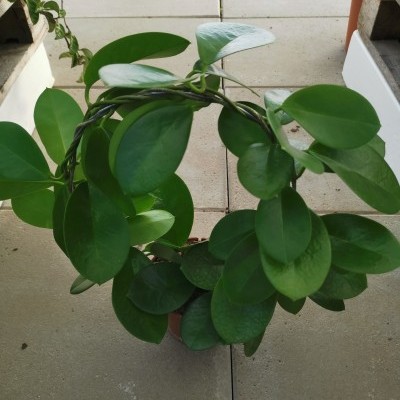 Hoya australis V. 13cm