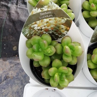 Vaso preto com suculenta Sedum Lucidum em embalagem branca com etiqueta triangular